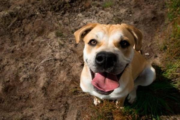 国产人与狗,探寻人类与动物和谐共生的奥秘